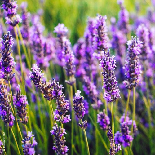 Les Lavandes